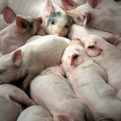  DSC4606 Piglets Cannon Hall Farm 4606 Edit